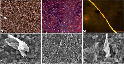 Preservation of molecular fossils in carbonate concretions in cretaceous shales in the songliao basin, northeast China